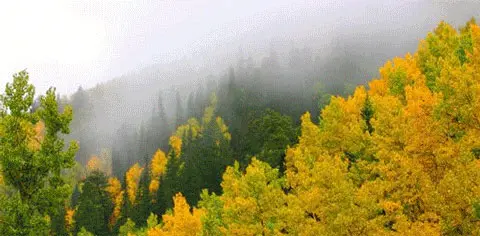 A patch of aspen among darker trees near Cripple Creek, Colorado.